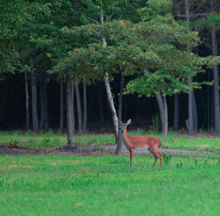 Lone whitetail deer doe