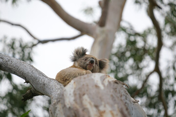 Koala on branch tree eucalyptus. Koala in forest, wildlife in southern Australia