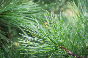 christmas background with branches of a christmas tree