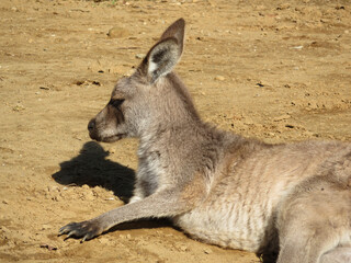 kangaroo with baby