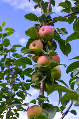 Red ripe apples on a branch against the background of a blue sky. Close-up.