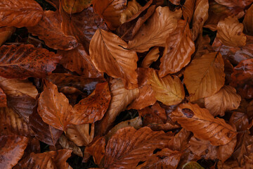 Beautiful wet orange autumn leaves as background, top view