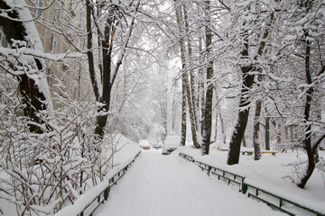 winter in the park