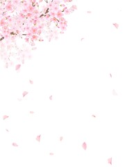 美しく華やかな満開の桜の花と花びら舞い散る春の白バック縦フレームベクター素材イラスト