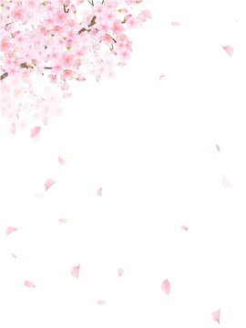 桜背景横 の画像 3 252 件の Stock 写真 ベクターおよびビデオ Adobe Stock