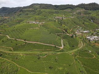tea plantations in Nuwara Eliya Sri Lanka 