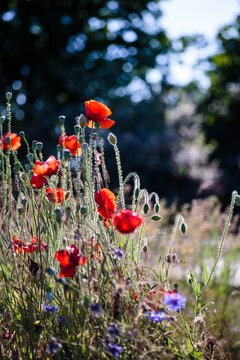 Monblumen am Weg