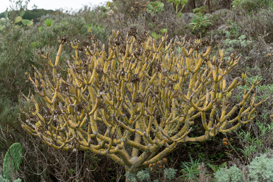 Tabaiba Succulent typical for the Canary Islands 