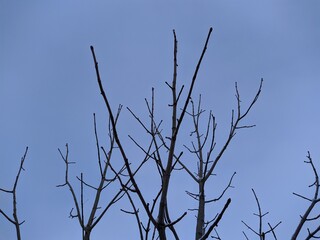 scary dry tree branches on a background of blue sky.