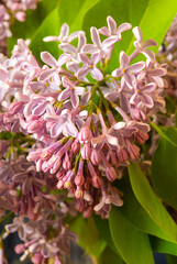 Spring blossom lilac on background green sheet