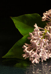 Flower lilac with reflection on black background