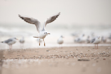Mewa śmieszka na piaszczystej morskiej plaży. © M