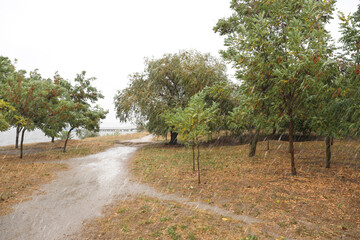 Fototapeta premium Beautiful view of trees near river during rain in autumn
