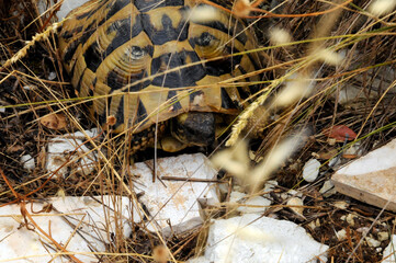 Suchbild mit Schildkröte
