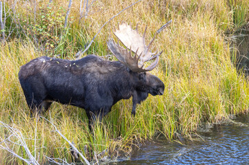 Bull Moose in Wyoming in the Rut in Autumn