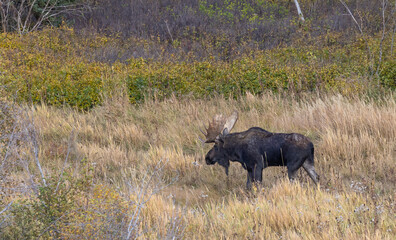 Bull Moose in Wyoming in the Rut in Autumn