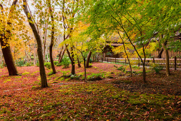 秋の京都　祇王寺