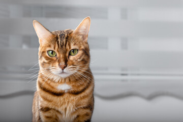 Portrait of a Bengal cat against the background of roller blinds.