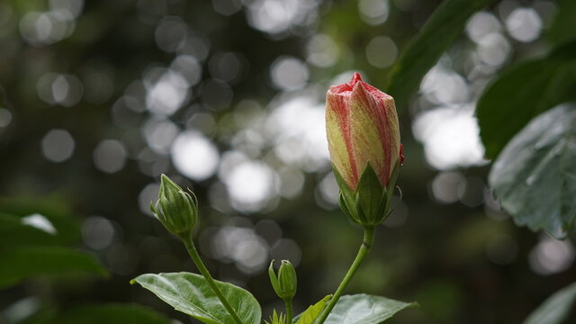 Hibiscus Orange Double flower and flower bud; a flower from mallow family Malvaceae also called as Chinese hibiscus, Gurhal, Jaswand, and tropical hibiscus