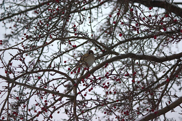 a sparrow among the berries on a winter tree