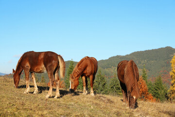 Brown horses grazing outdoors on sunny day. Beautiful pets