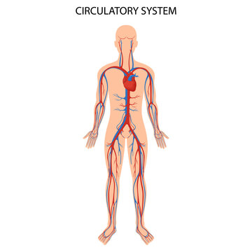 Human circulatory system. Heart anatomy, circulatory system, human blood artery, medical illustration of blood circulation in human body, realistic flat design.