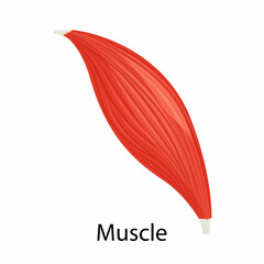 Human muscle icon, vector illustration flat style design isolated on white. Colorful graphics - obrazy, fototapety, plakaty