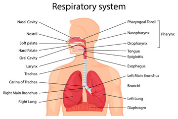 Human respiratory system with description of the corresponding parts. Anatomical vector illustration in flat style isolated over white background.