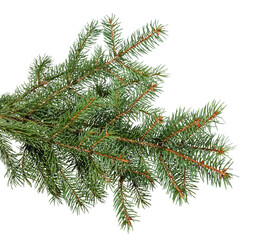 fir branches isolated on white background
