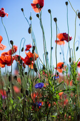 Obraz premium Mohn Mittendrin Stengel Stiele 