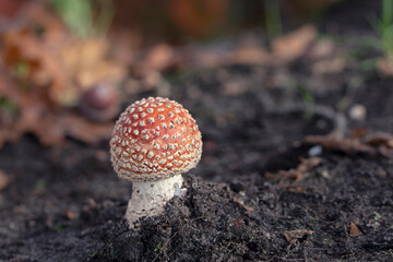 a close up of a fly agaric mushroom
