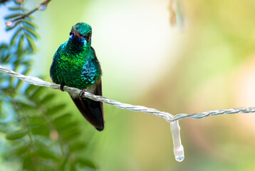 A hummingbird perching on a Christmas light string in a tree during the holiday season.