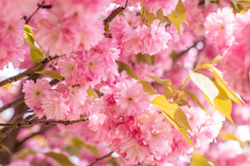 blooming sakura buds on a tree in the sun in early spring. Floral spring background. the beginning of a warm weather in nature.