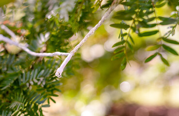 Closeup of White Christmas lights hung on a tree outdoors with brilliant bokeh in the background.