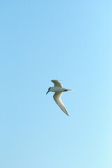 seagull in the sky