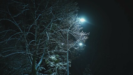Tall Trees Covered with Thick Fresh Snow with Light Rays from Bright City Street Lamps Shining...