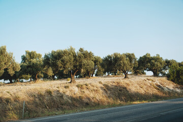 Olive trees in meadow by the road side