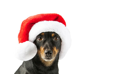 Portrait of small black dog wearing in Santa hat isolated on white background