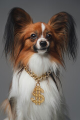 Cheerful doggy with golden dollar chain against gray background