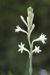 white flower of a plant
