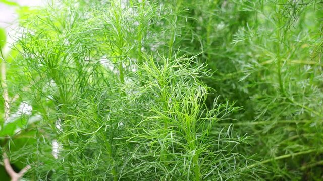 Artemisia abrotanum (southernwood, lad's love, southern wormwood, sunflower, old man) on the tree. Aerial parts of Artemisia abrotanum are used in jaundice therapy