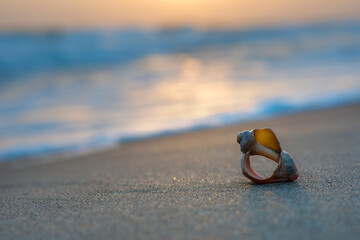 Seashell on the sand at the beach. Sunset on the coast