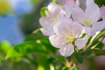 Spring apple flower on twig on nature blur background, Selective focus. Close up, Seasonal macro concept - Springtime, shallow DOF. Copyspace