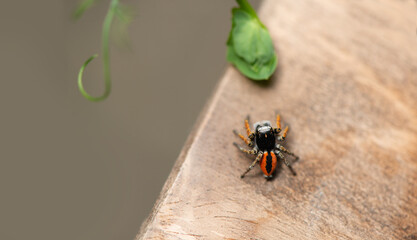 A closeup of a small orange spider on wooden surface. Macro, selective focus, top view.
