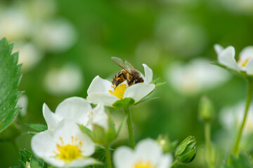 Bird cherry tree flower on spring background. Spring season. Selective focus, close up.