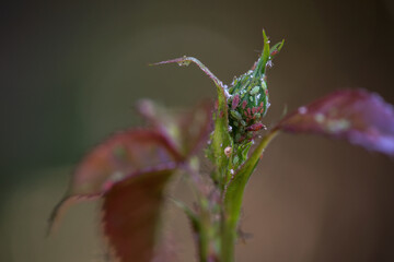 Rose bud with aphids. Plant struck by insect. Infected plants, gardening concept. Close up, selective focus