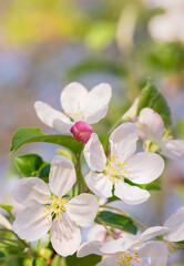 Obraz premium Spring apple flower on twig on nature blur background, Selective focus. Close up, Seasonal macro concept - Springtime, shallow DOF. Copyspace