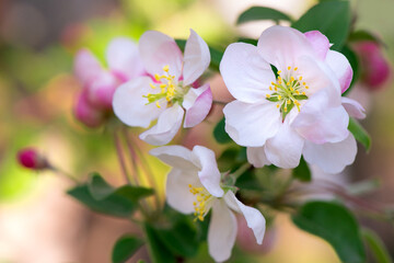 Spring apple flower on twig on nature blur background, Selective focus. Close up, Seasonal macro concept - Springtime, shallow DOF. Copyspace