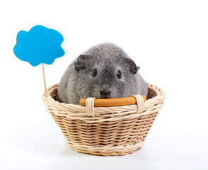 Little gray guinea pig sits in small basket with cloud shape blue plate, isolated on white.