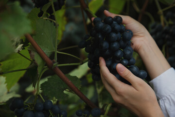 Hands of women collecting grapes. Harvest season and winemaking. Selective focus